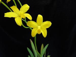 Cattleya briegeri