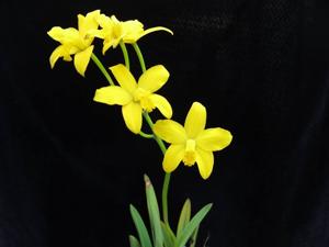 Cattleya briegeri