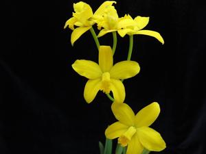 Cattleya briegeri