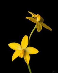 Cattleya briegeri