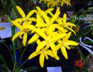 Cattleya gloedeniana