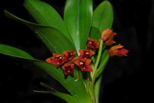 Maxillaria elatior