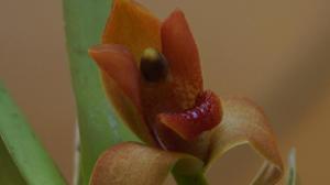 Maxillaria elatior