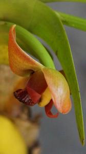 Maxillaria elatior