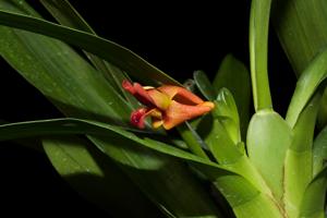 Maxillaria elatior