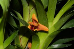 Maxillaria elatior