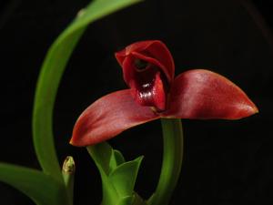 Maxillaria elatior