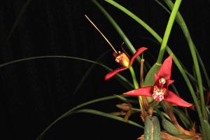 Maxillaria tenuifolia