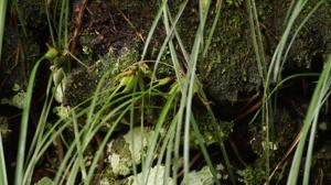 Maxillaria tenuifolia