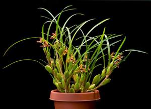 Maxillaria tenuifolia