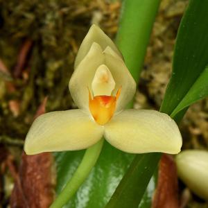 Maxillaria hedwigiae