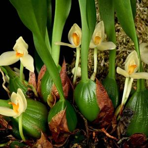 Maxillaria hedwigiae