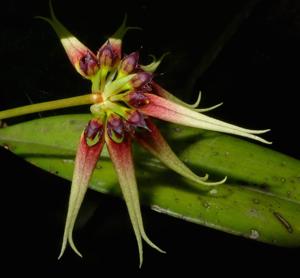 Bulbophyllum cercanthum