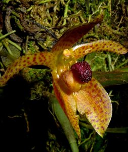 Bulbophyllum deviantiae