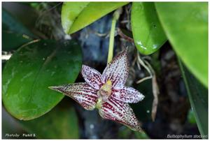 Bulbophyllum stockeri