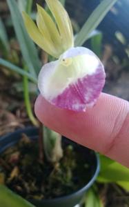 Galeandra schunkii