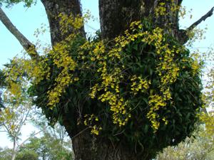 Gomesa bifolia