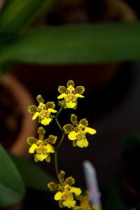 Gomesa ciliata