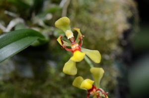 Gomesa colorata
