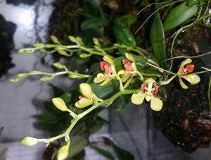 Gomesa colorata