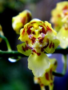 Gomesa venusta