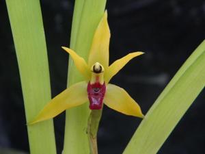 Maxillaria nasuta