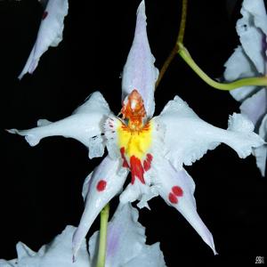 Oncidium alexandrae