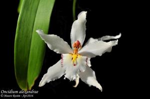 Oncidium alexandrae