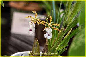 Oncidium aspidorhinum