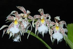 Oncidium blandum