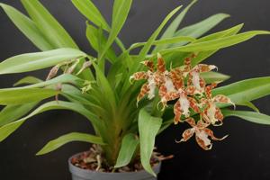 Oncidium crocidipterum