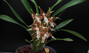 Oncidium crocidipterum