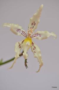 Oncidium gloriosum