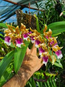 Oncidium harryanum