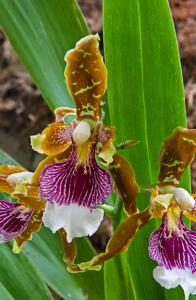 Oncidium harryanum