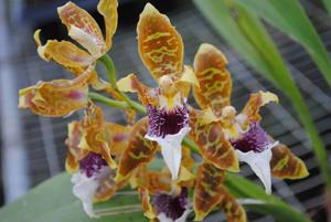 Oncidium harryanum