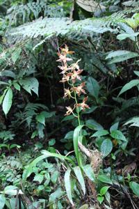 Oncidium lehmannii