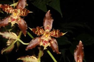 Oncidium lehmannii