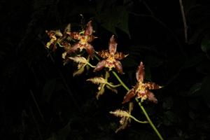 Oncidium lehmannii