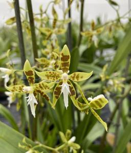 Oncidium manuelariasii