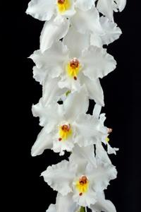 Oncidium nobile