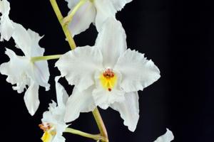 Oncidium nobile