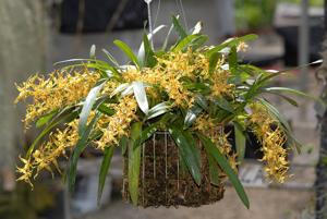 Oncidium praestanoides