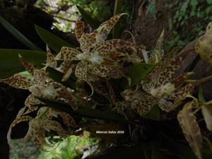 Oncidium praestanoides