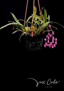 Oncidium strictum