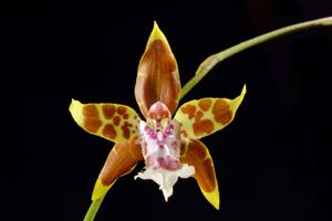 Oncidium tripudians