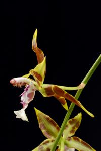 Oncidium tripudians