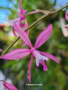 Oncidium vulcanicum