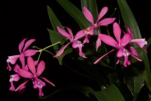 Oncidium vulcanicum