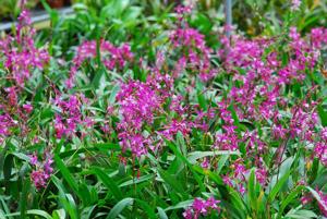 Oncidium vulcanicum